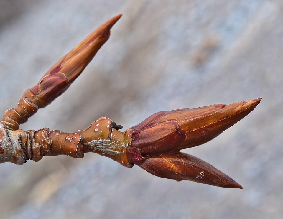 File:Populus balsamifera- Lynde Shores.jpg