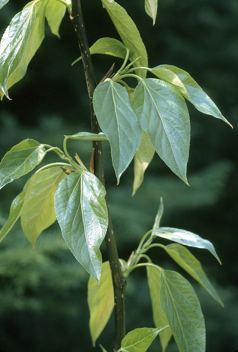 File:Populus balsamifera.jpg