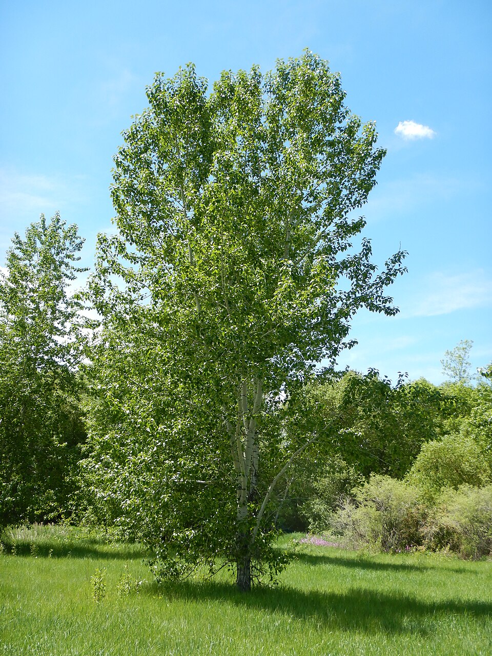 File:Populus balsamifera - balsam poplar - Flickr - Matt Lavin.jpg