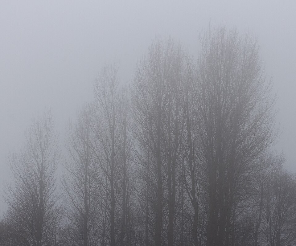 File:Locatie, De Famberhorst. Zwarte populieren (Populus nigra).jpg