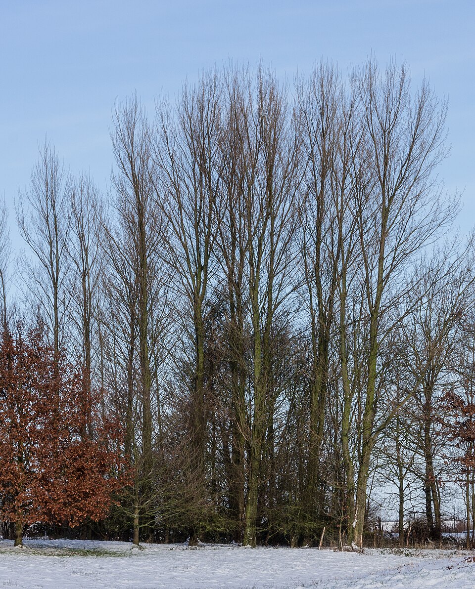 File:Locatie, De Famberhorst. Zwarte populieren (Populus nigra) 02.jpg