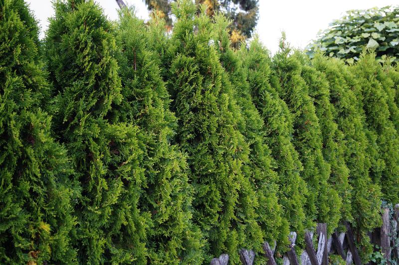 File:Lebensbaum-Smaragd-Thuja-occidentalis-Smaragd.jpg