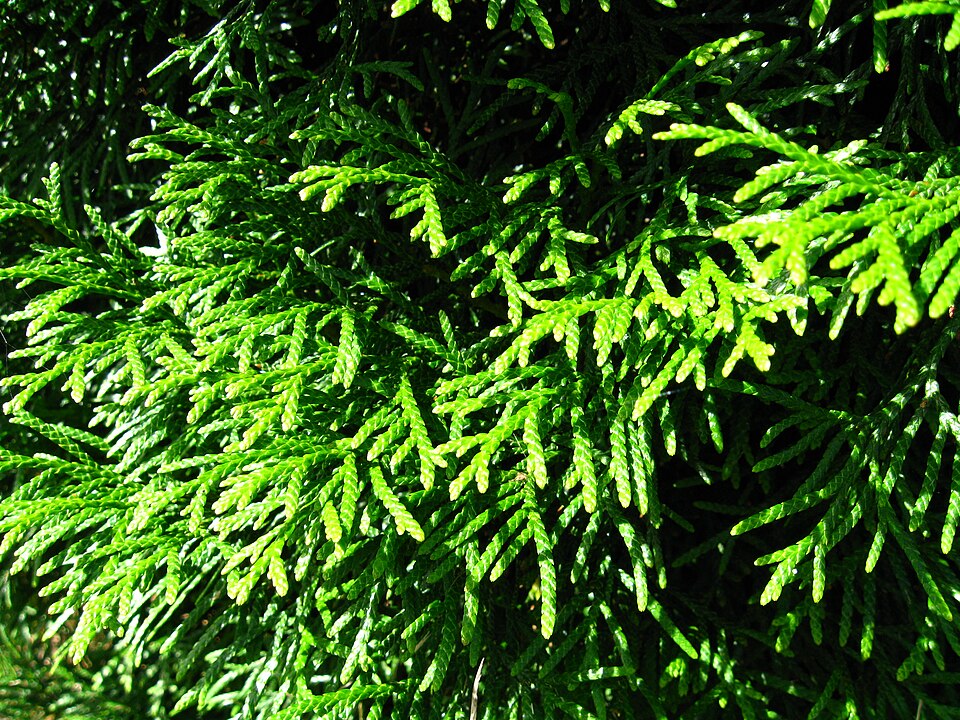 File:Podlaskie - Suprasl - Kopna Gora - Arboretum - Thuja occidentalis 'Smaragd' - branch.JPG