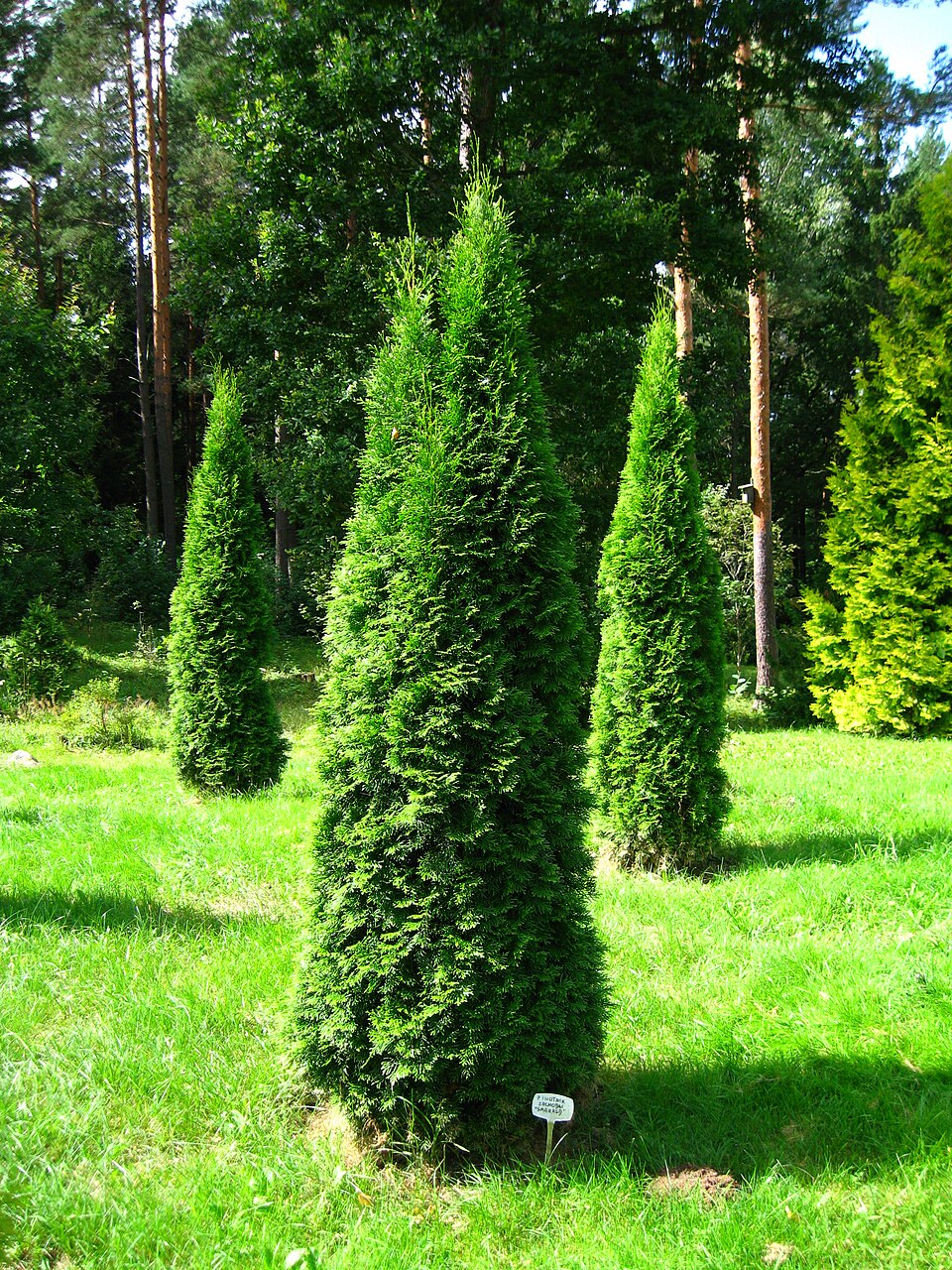 File:Podlaskie - Suprasl - Kopna Gora - Arboretum - Thuja occidentalis 'Smaragd' - plant.JPG
