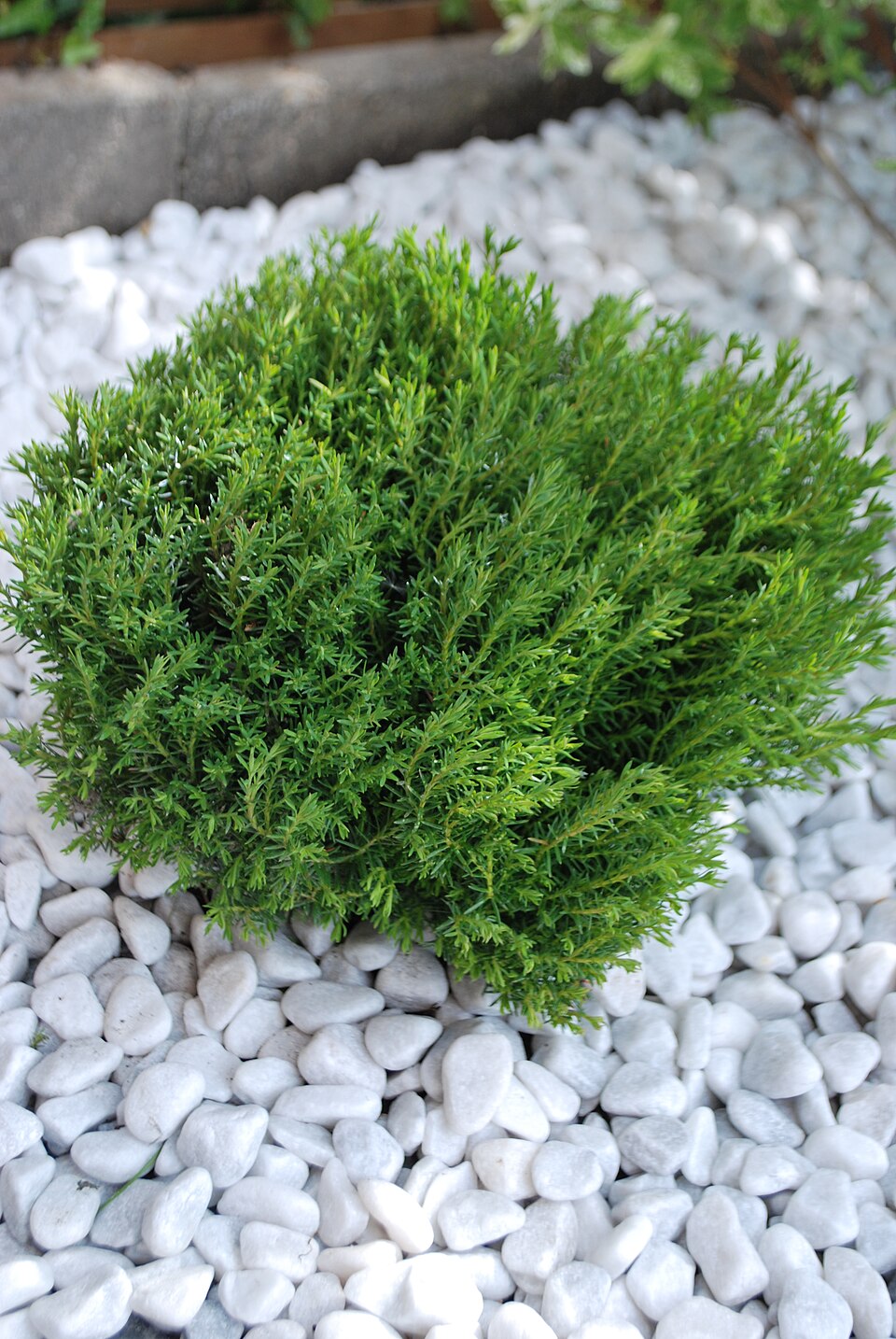 File:Thuja occidentalis teddy (1).JPG