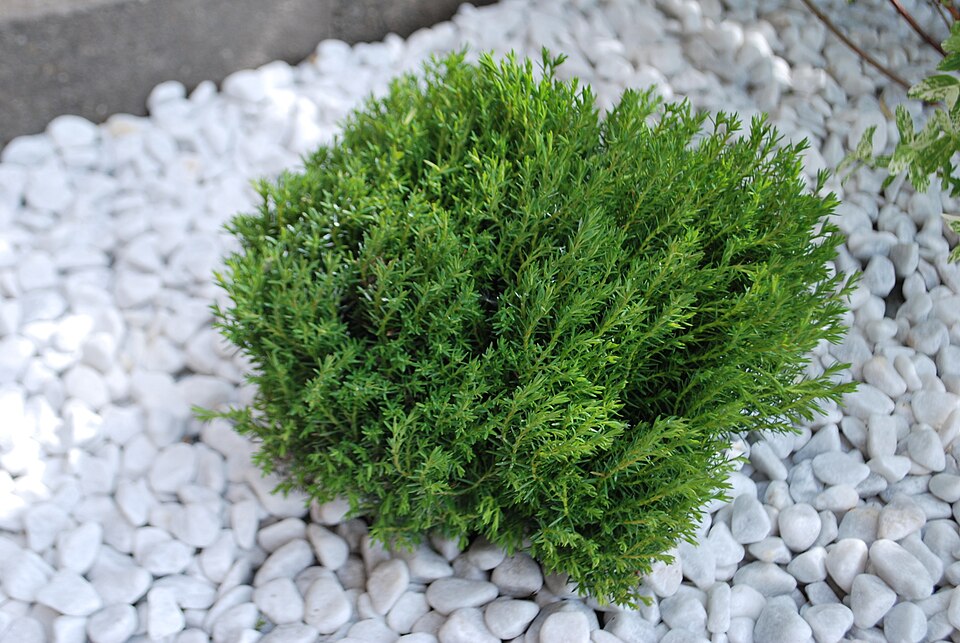 File:Thuja occidentalis teddy (2).JPG