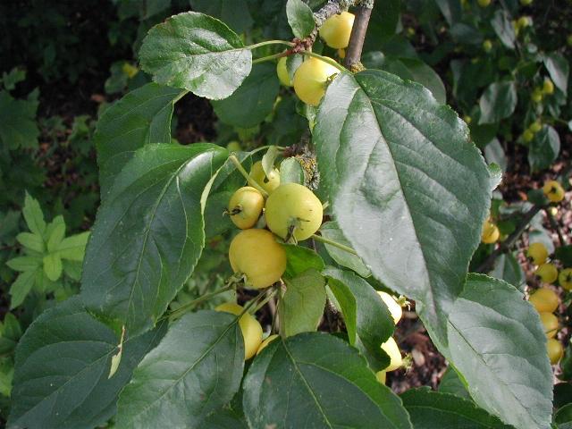 File:Malus-baccata.JPG
