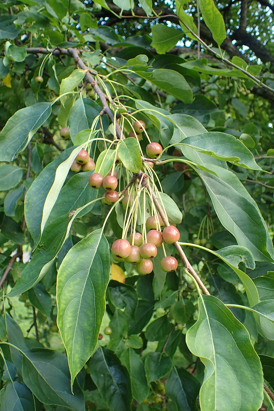 File:Malus baccata 'Jackii' kz01.jpg