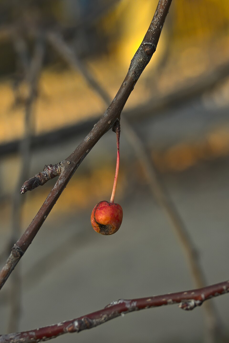 File:Malus baccata 01.jpg