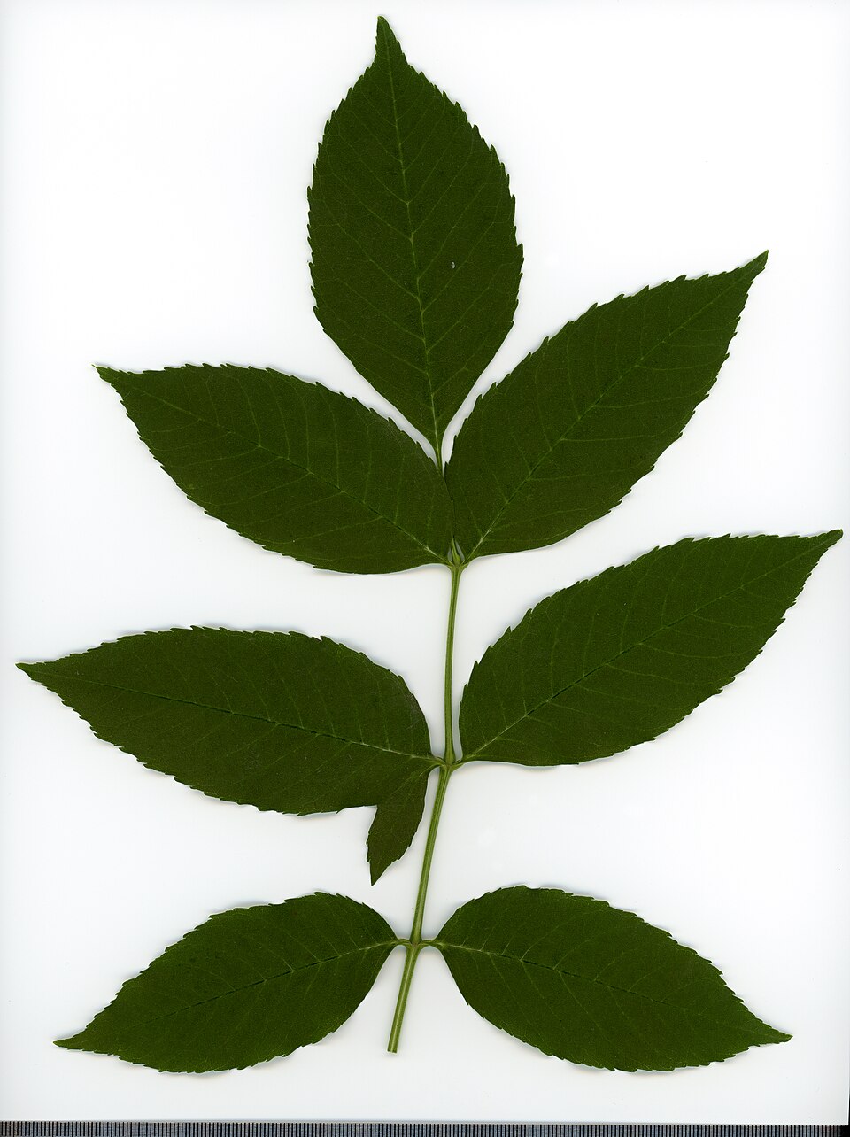 File:2020 year. Herbarium. Fraxinus. img-015.jpg