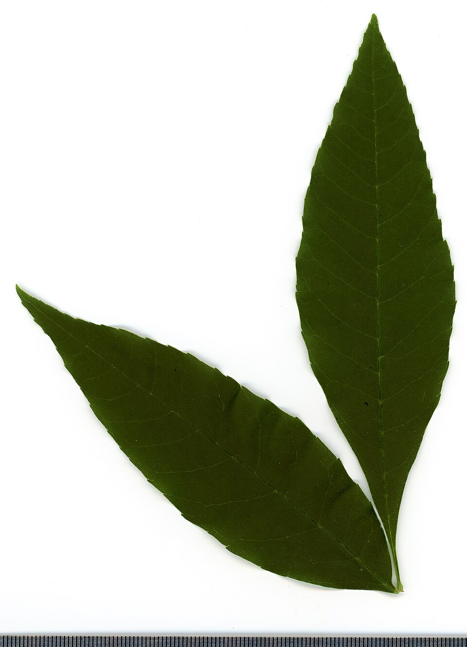 File:2020 year. Herbarium. Fraxinus. img-029.jpg