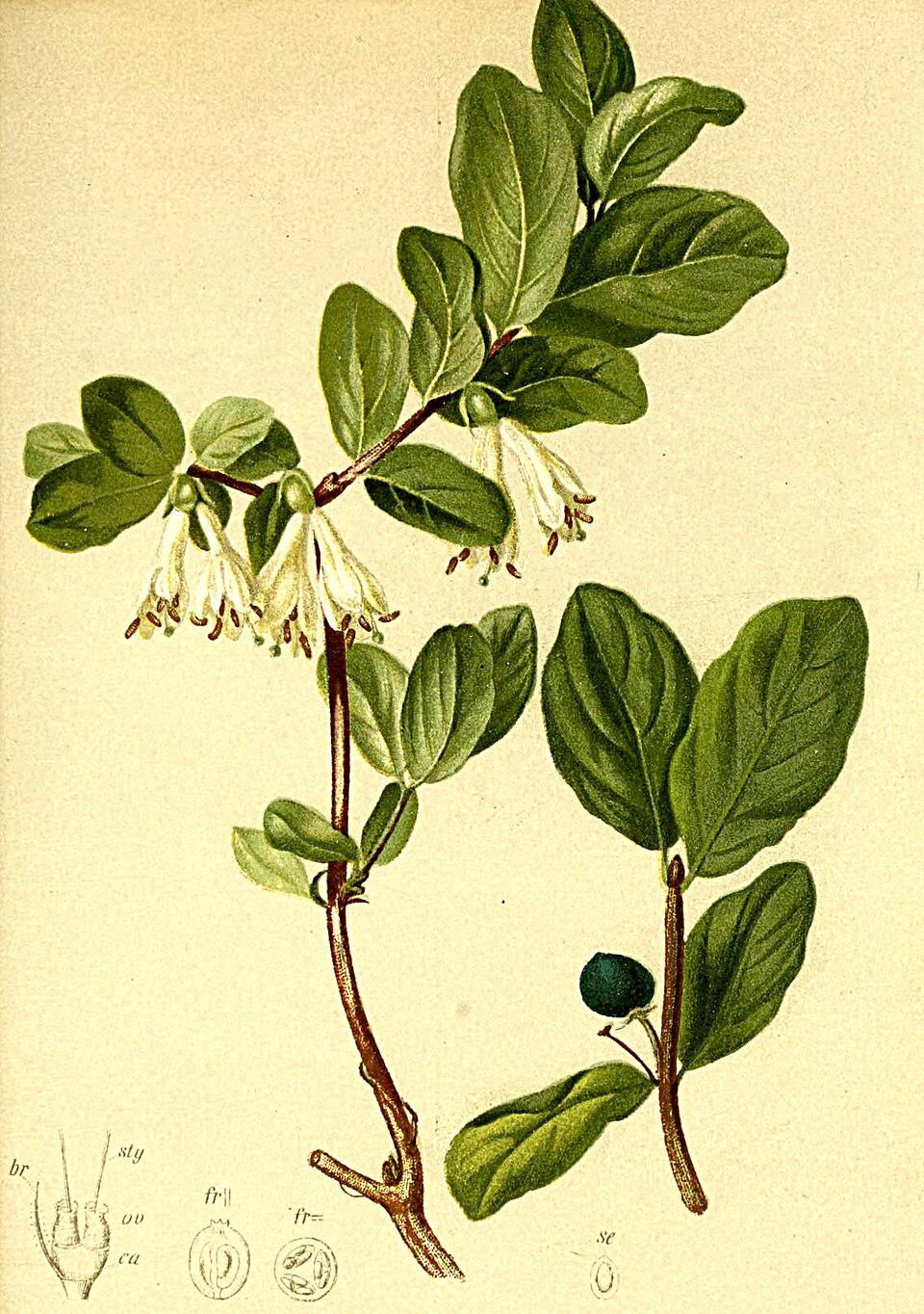 File:Lonicera caerulea Atlas Alpenflora.jpg