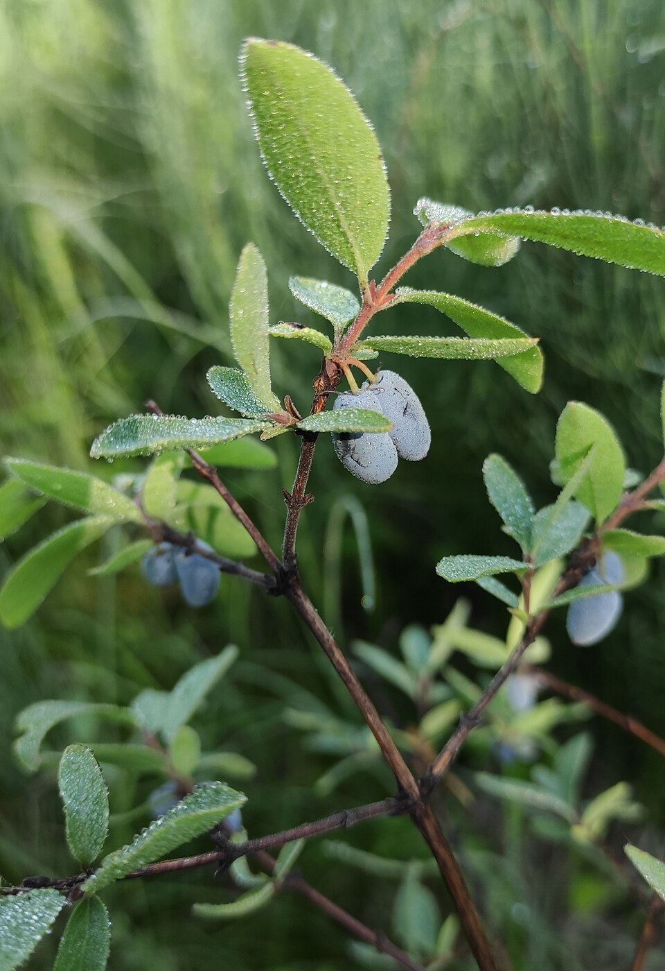 File:Lonicera caerulea ssp. pallasii.jpg